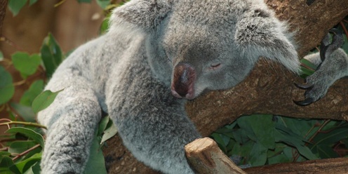 KoalaFest - NZ