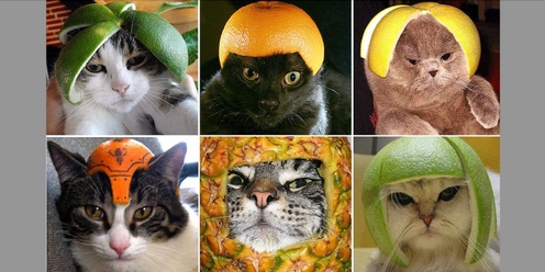 Los Gatos con Sombreros